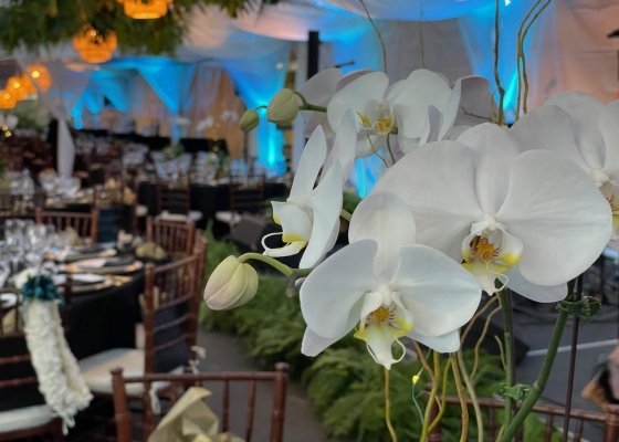 Hawaii Theater Centennial Celebration — images 5